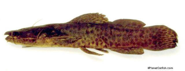 Notoglanidium macrostoma