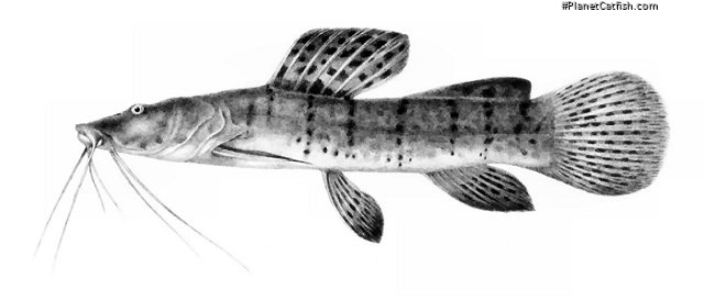 Notoglanidium macrostoma