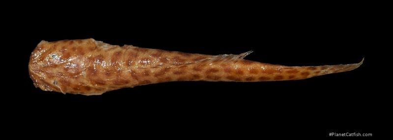 Notoglanidium maculatum