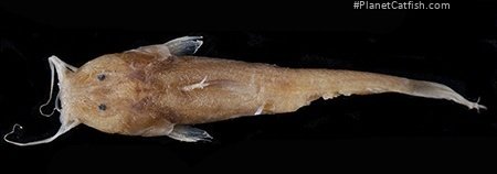 Notoglanidium pallidum