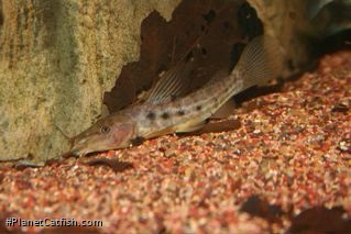 Parauchenoglanis altipinnis