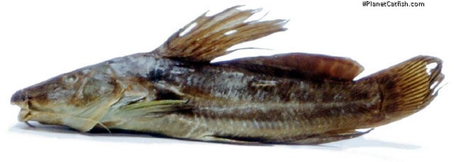 Parauchenoglanis altipinnis