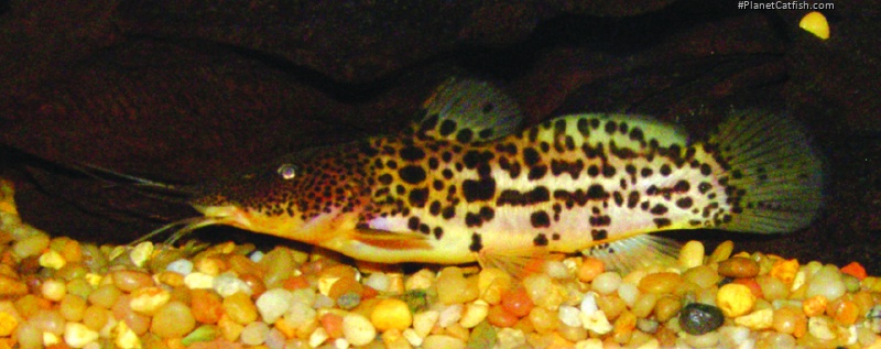Parauchenoglanis balayi