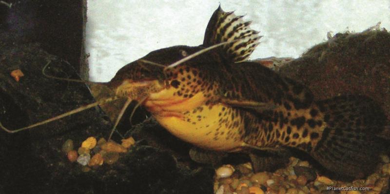 Parauchenoglanis balayi