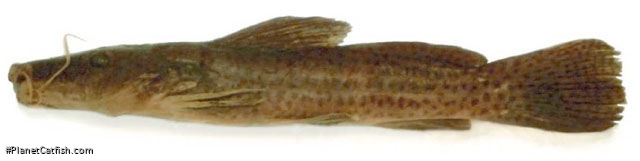 Parauchenoglanis longiceps