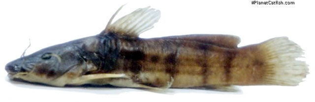 Parauchenoglanis monkei