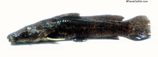 Parauchenoglanis ngamensis