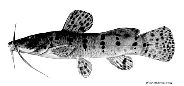 Parauchenoglanis ngamensis