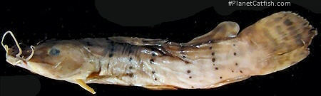 Parauchenoglanis punctatus