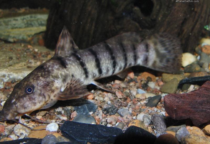 Parauchenoglanis punctatus
