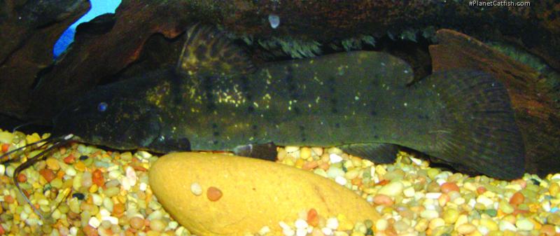 Parauchenoglanis punctatus