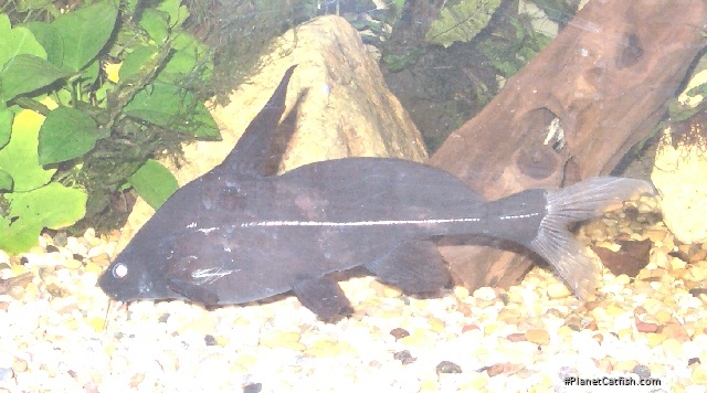 Bagrichthys macracanthus