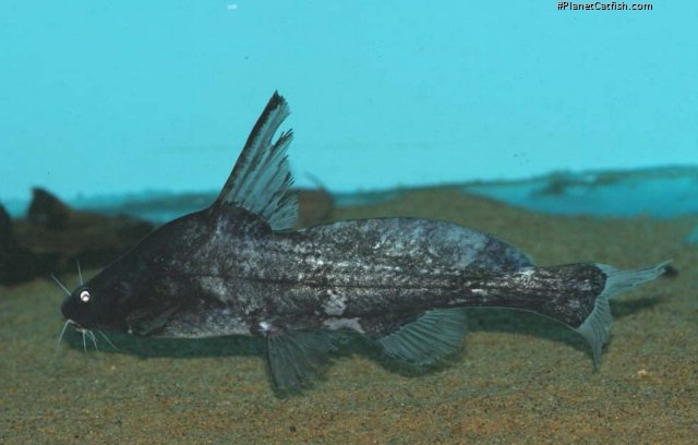 Bagrichthys majusculus