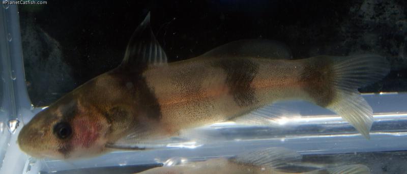 Batasio affinis