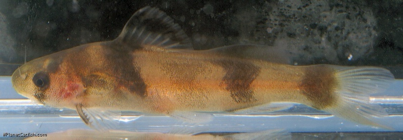 Batasio affinis