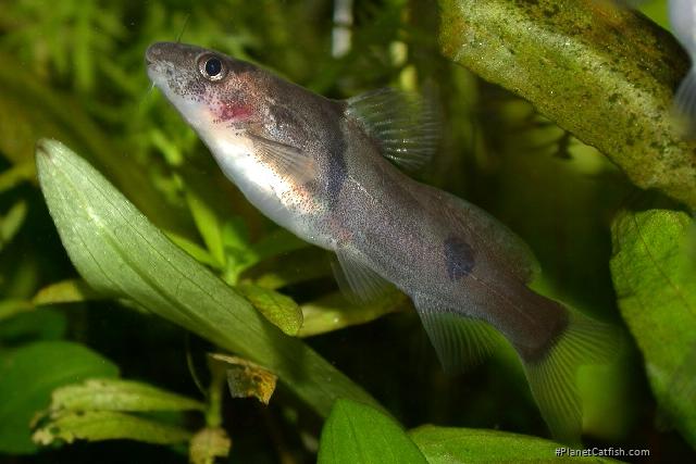 Batasio fluviatilis