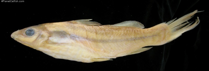 Batasio macronotus