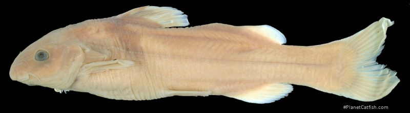 Batasio procerus