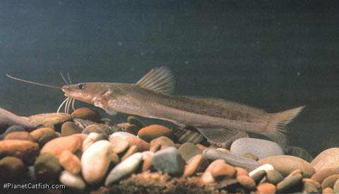 Hemibagrus macropterus