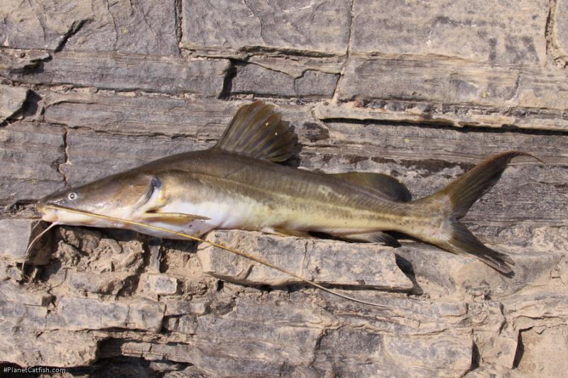 Hemibagrus microphthalmus