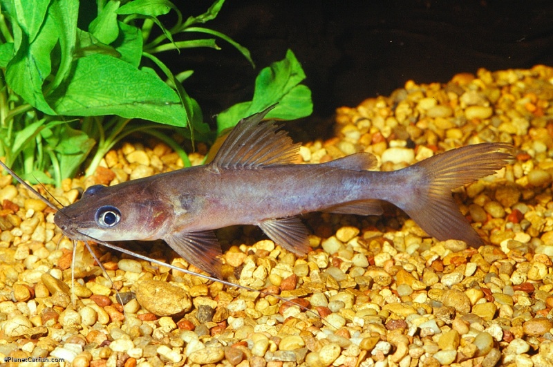Hemibagrus nemurus