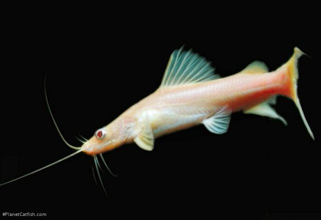 Hemibagrus nemurus
