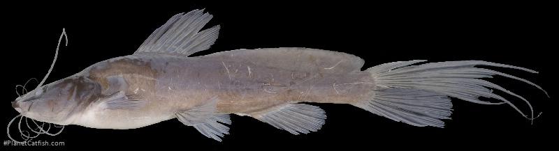 Hemibagrus olyroides