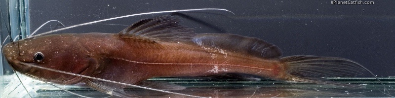 Hemibagrus olyroides