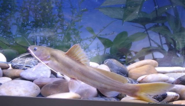 Hemibagrus pluriradiatus
