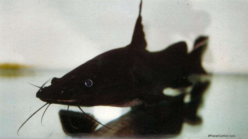 Hemibagrus wyckii