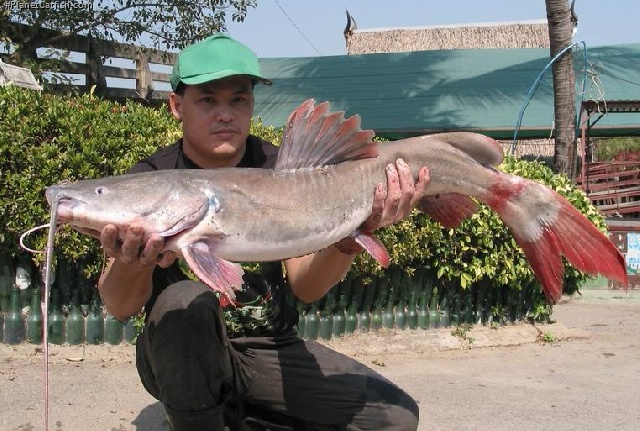 Hemibagrus wyckioides