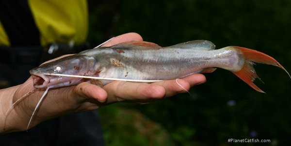 Hemibagrus wyckioides