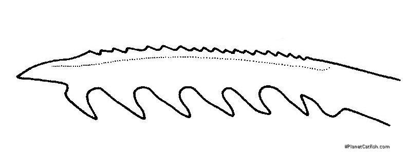 Hyalobagrus ornatus