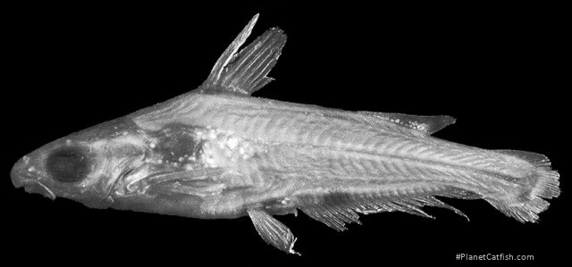 Hyalobagrus ornatus