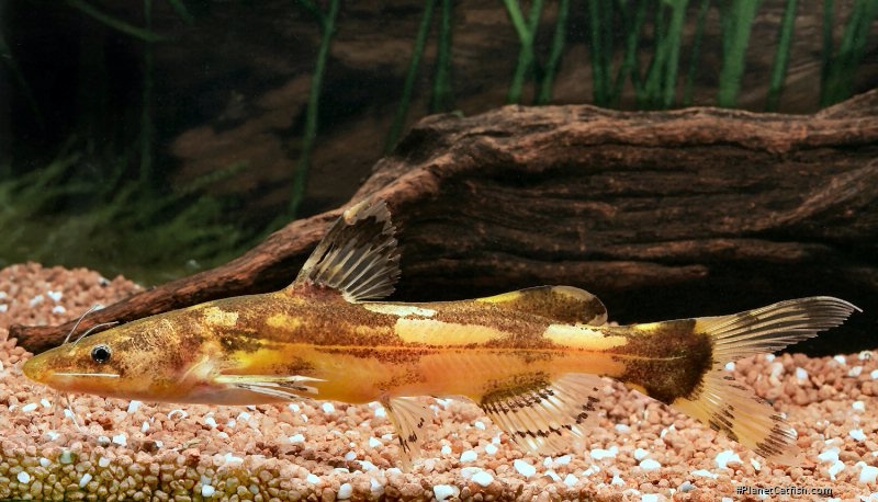 Leiocassis bekantan
