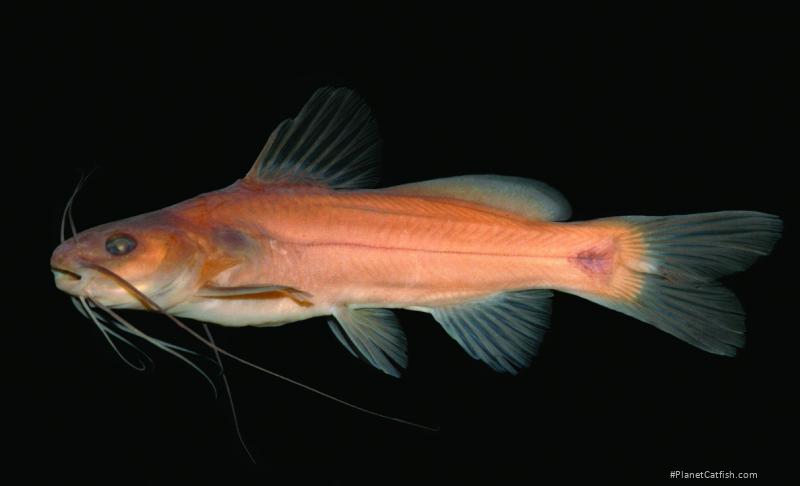Mystus ankutta