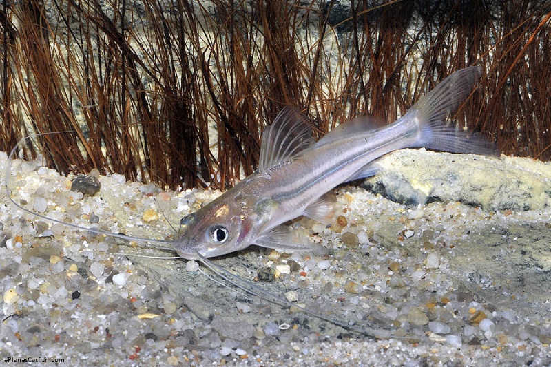 Mystus atrifasciatus