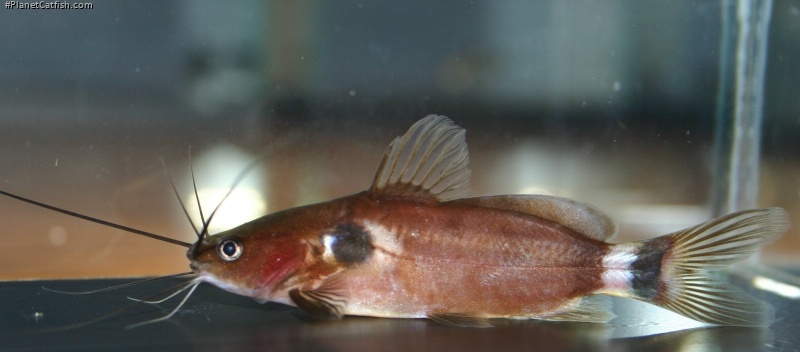 Mystus bimaculatus