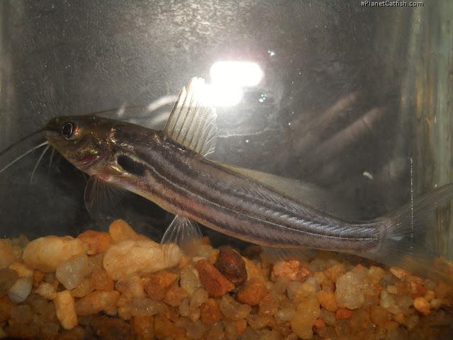 Mystus bleekeri
