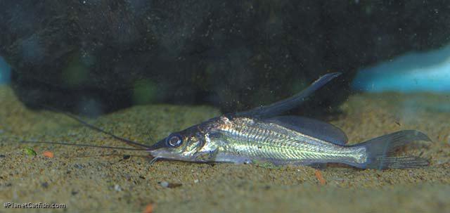 Mystus bocourti