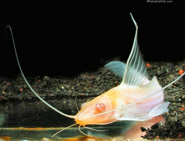 Mystus bocourti