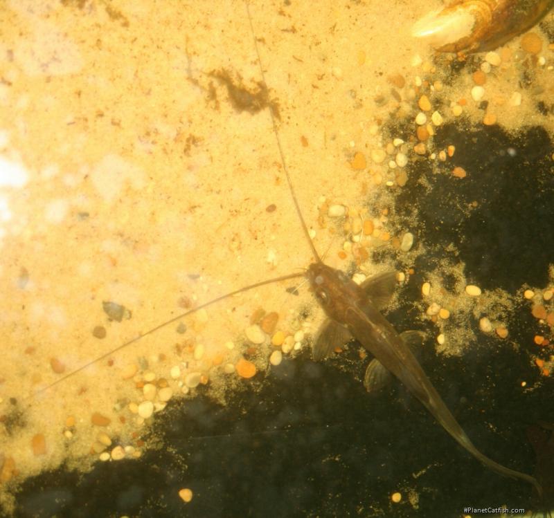 Mystus bocourti