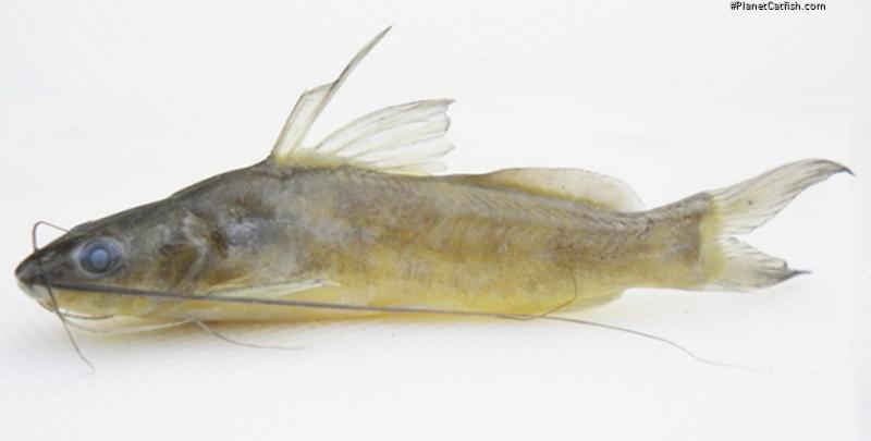 Mystus catapogon