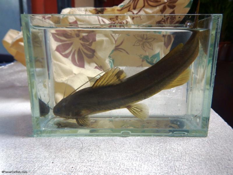 Mystus cf. heoki