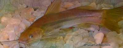 Mystus malabaricus