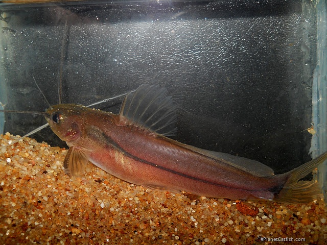 Mystus malabaricus