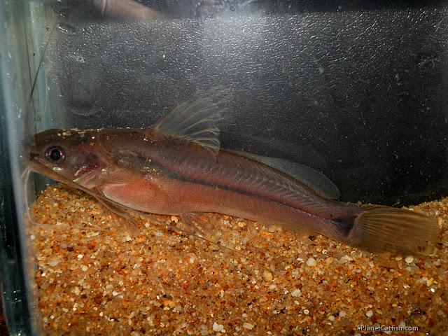 Mystus malabaricus