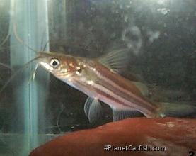 Mystus mysticetus