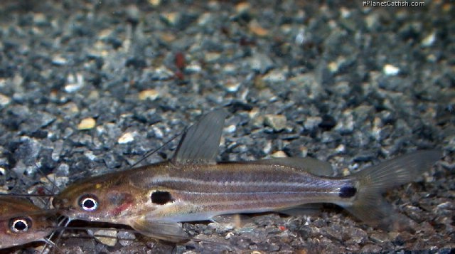 Mystus pulcher