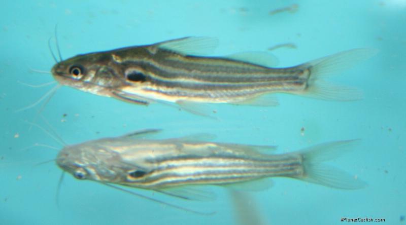 Mystus tengara